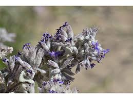 Image result for Hyptis