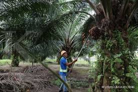 Kelapa sawit terdiri daripada dua spesies arecaceae atau famili palma yang digunakan untuk pertanian komersil dalam pengeluaran minyak kelapa sawit. Perkebunan Sawit Malaysia Kangen Buruh Asing Bisa Bekerja Lagi