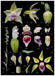 Image result for Epipactis africana