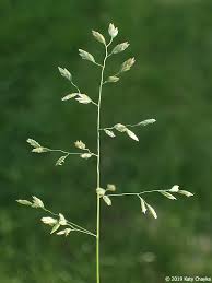 Image result for Poa annua