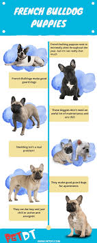 The french bulldog is characterised by. French Bulldog Puppies A Complete Guide Petdt
