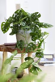 Pin Op Hippe Kamerplanten