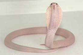 Albino King Cobra King Cobra Reptiles And Amphibians Cobra