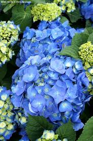 Image result for Hydrangea macrophylla bela obrázek