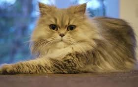 Sangat lucu, pintar, bagus, imut, comel, besar, kecil, gemuk, bulunya tidak rontok, khas indonesia. 10 Foto Anak Kucing Comel Baru Bangun Tidur