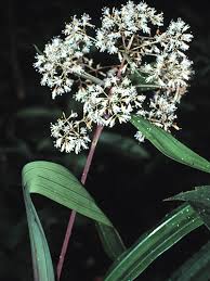 Image result for Hypolytrum