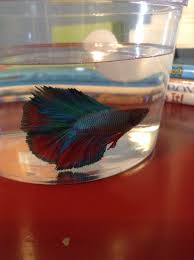 Looks Just Like Our Rambo Rainbow Double Tail Betta Fish From Petco Betta Fish Betta Aquarium Fish