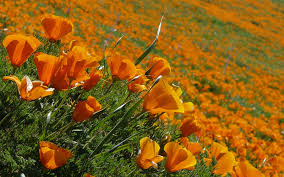 The bouquet on the picture shows all the us state flowers as of 1953. Spring Has Sprung See All 50 State Flowers In Bloom