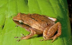 Our officer found the location, specifically along the hiking trail of mount batur, a bit above pasar agung temple. Plethodontohyla Mihanika Animal Database Fandom