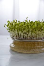 Simple Comme Faire Pousser Ses Graines Germees Graine Graines Germees Faire Germer Des Graines