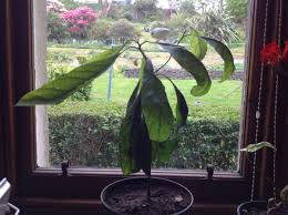 Check spelling or type a new query. How To Grow An Avocado Plant From Seed Dengarden
