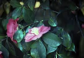 Mold is a silent killer. Camellia Sooty Mold Black Mold Pacific Northwest Pest Management Handbooks