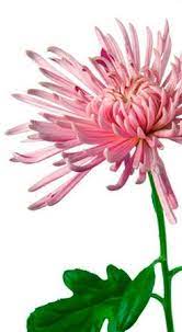 A Symbol Of The Sun The Japanese Consider The Orderly Unfolding Of The Chrysanthemum S Petals To Represent Flower Meanings Chrysanthemum Flower Chrysanthemum