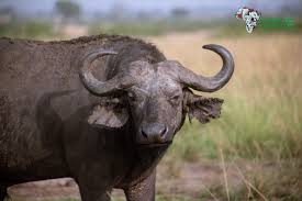 Kubwa Five Safaris Limited reviews, tours, photos