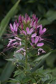 Cleome Hassleriana Wikipedia The Free Encyclopedia Plants Spider Plants Light Purple Flowers