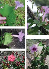 Image result for Ipomoea intrapilosa