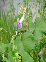 Image result for Argyreia nervosa