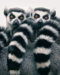 Magnificent Wild Animals Portrait Photography By Tim Flach Photography Wildlife Wild Animals Photography Pet Portraits Photography Nature Animals