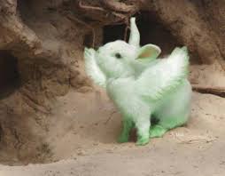 Real Life Flying Mint Bunny Hetalia Hetalia England Cute Baby Bunnies