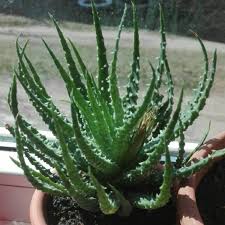 Enjoy free shipping to the us when you spend $35+ at this shop. Aloe Humilis Hedgehog Aloe Uploaded By Hunorkaszabo