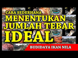 Cara Menghitung Jumlah Tebar Yang Ideal Pada Kolam Ikan Nila Versi Pemula Sederhana Youtube