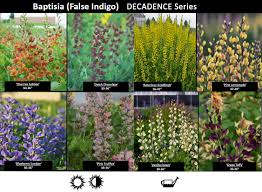 Beginners researching shade garden plants for u.s. The Best Of The Best Perennial Plants For Rain Gardens Blog Embassy Landscape Group