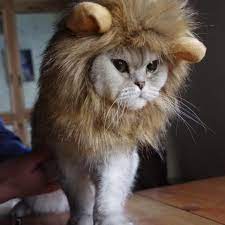 lion mane costume for cats gogs best products dog hat halloween animals russian blue cat