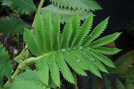 Image result for Melianthus major