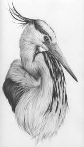 Black And White Drawing Images Of Animals 43 Ideas For Drawing Pencil Black And White Beautiful Pencil Drawings Of Animals Bird Drawings Bird Pencil Drawing