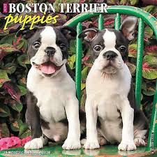 Good dog thoroughly vets every breeder to ensure they use responsible breeding practices for boston terriers. 88 Boston Terrier Puppies For Sale In Chesapeake Virginia L2sanpiero