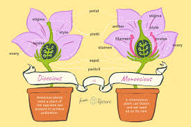 The stamen, which is male, produces pollen; Difference Between Dioecious And Monoecious Plants