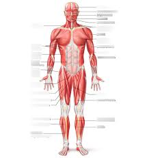 Predicts the future position of the body during a particular movement. Muscles Anterior Full Body Diagram Amazon Com Muscle Groups Exercises Anterior Posterior Muscles Exercises Laminated Home Gym Poster Free Online Video Training Support Size 33 X 23 5 Improves Personal Fitness