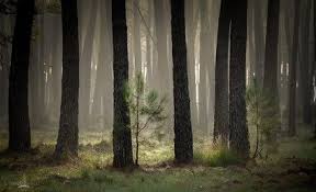 Foret Landaise Au Matin Foret Des Landes Sud Ouest France Sud Ouest