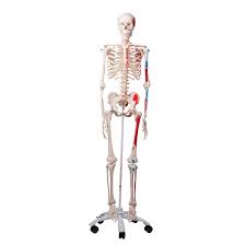 To open a pdf file you will need compatible software such as adobe reader. Anatomical Skeleton With Muscle Markings Model