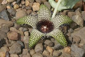 Image result for Orbea maculata