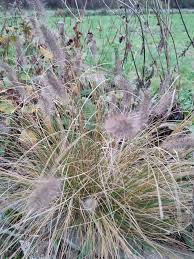 Image result for Cenchrus setaceus