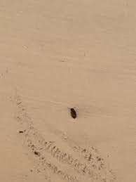 A house which is joined to other houses on two sides; Pest Control Came To My House And Sprayed Inside And Out I Paid 100 And Today I Saw This Bug In One Of The Bedrooms Does Anyone Know What Kind Of Bug