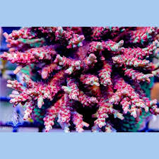 Image result for Acroceras macrum