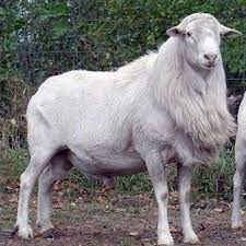 We are glad to welcome you to the converteri video converter! Kambing Biri Biri Baka Utara Fotos Facebook
