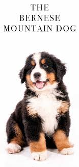 Bernese Mountain Dog The Gentle Giant Of The Canine World The Happy Puppy Site Giant Dogs Giant Dog Breeds Burmese Mountain Dogs