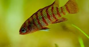 Dario Dario Freshwater Fish Aquarium Fish Fresh Water Fish Tank