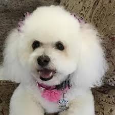 White Maltese running loose in Pine Ridge Estates