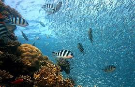 Check spelling or type a new query. Kumpulan Puisi Tentang Laut Cocok Untuk Peringati Hari Laut Sedunia 2021 Bisa Untuk Tugas Sekolah Kabar Lumajang