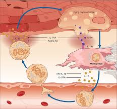 Journal of the american college of cardiology vol. Frontiers Myocarditis An Interleukin 1 Mediated Disease Immunology