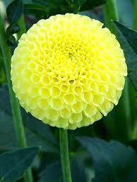Pin On Colors Of Dahlias