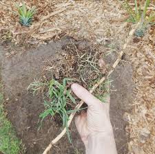 How long to water lawn perth. My Garden Transformation Project Why I M Digging Out My Lawn By Hand Treading My Own Path Less Waste Less Stuff Sustainable Living