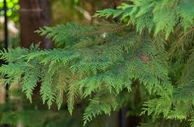 A leyland ciprus ktfajta nvny keresztezdsbl a leyland ciprus brmilyen talajban jl fejldik, brja a szrazsgot, de a nedvesebb talajokat meghllja a mg. Leyland Ciprus Plants Leyland Herbs
