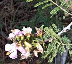 Image result for Caesalpinia glandulosopedicellata