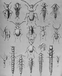 Those are important pests to consider. History Of Ecological Sciences Part 45 Ecological Aspects Of Entomology During The 1800s Egerton 2013 The Bulletin Of The Ecological Society Of America Wiley Online Library