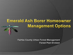 Most viburnums flower in spring. Emerald Ash Borer Homeowner Management Options